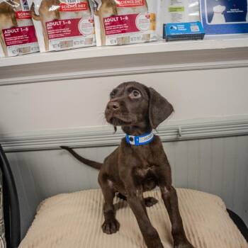 Hunter -  Chocolate Labrador Retriever and Mixed Breed Dog for Adoption in Pawling, New York - Hunter | PetCurious