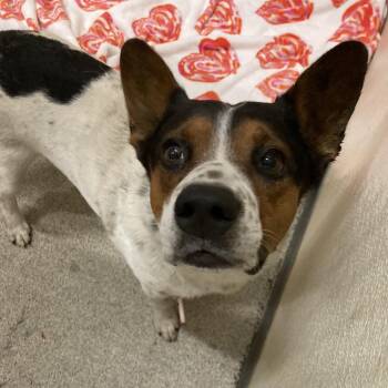 Toga -  Australian Cattle Dog Blue Heeler and Mixed Breed Dog for Adoption in Ballston Spa, New York - Toga | PetCurious