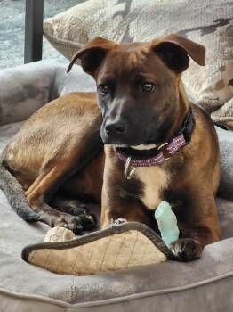 Mixed Breed Dogs Available for Adoption - Jasper | PetCurious