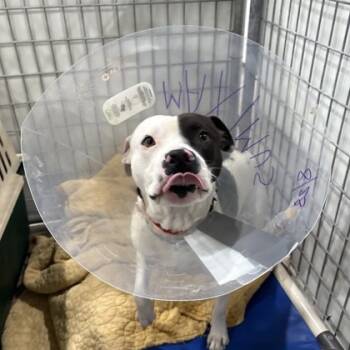 Rescue Mixed Breed Dogs for Adoption in Dallas, Texas - Maximus | PetCurious