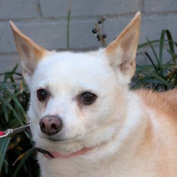 Rescue Chihuahua and Mixed Breed Dogs for Adoption in Wilmington Island, Georgia - Bikini | PetCurious