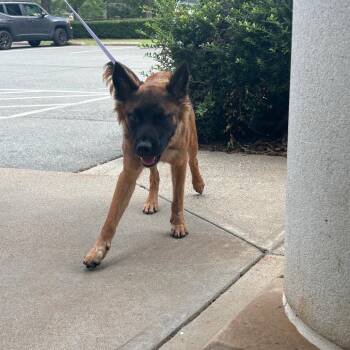 Lukas -  Mixed Breed Dog for Adoption in Winston-salem, North Carolina - Lukas | PetCurious