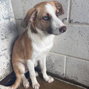 Hal Jordan -  Shepherd and Mixed Breed Dog for Adoption in Edinburg, Texas - Hal Jordan | PetCurious