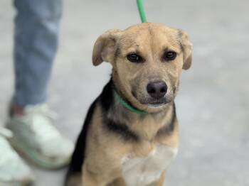 Shepherd Dogs Available for Adoption - Skye  | PetCurious