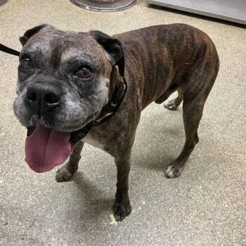 IVHS-Stray-139685 -  Boxer Dog for Adoption in San Gabriel, California - IVHS-Stray-139685 | PetCurious