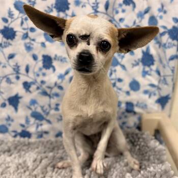 ROUSEY -  Chihuahua Dog for Adoption in Modesto, California - ROUSEY | PetCurious