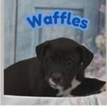 Terrier Dogs Available for Adoption in Clearwater, Florida - Waffles | PetCurious