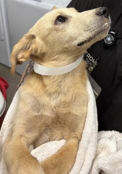 26-510 -  Labrador Retriever and Mixed Breed Dog for Adoption in Barnesville, Georgia - 26-510 | PetCurious