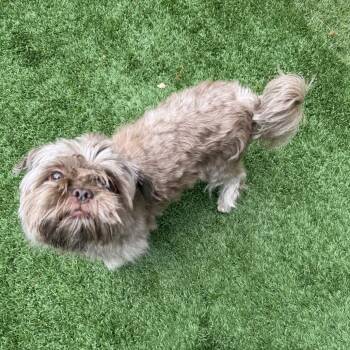 Chewy -  Shih Tzu and Mixed Breed Dog for Adoption in Naperville, Illinois - Chewy | PetCurious
