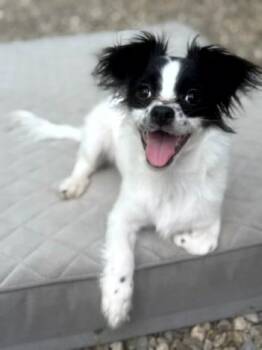 Papillon and Chihuahua Dogs Available for Adoption in Montague, Massachusetts - Ringo | PetCurious