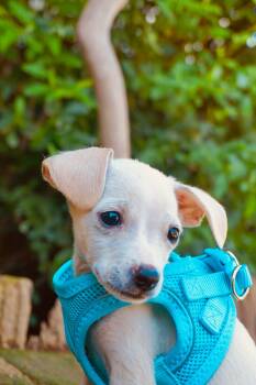 Chiweenie Dogs Available for Adoption in San Diego, California - Seal | PetCurious