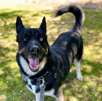 SINATRA -  Siberian Husky and German Shepherd Dog Dog for Adoption in Alameda, California - SINATRA | PetCurious