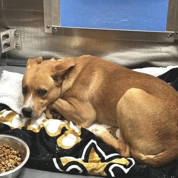 Mixed Breed Dogs Available for Adoption - Josh | PetCurious