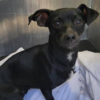 RUFUS -  Chihuahua Dog for Adoption in San Antonio, Texas - RUFUS | PetCurious