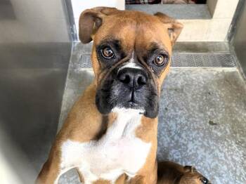 Boxer Dogs Available for Adoption in Tustin, California - DELILAH | PetCurious