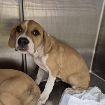 Terrier and Mixed Breed Dogs Available for Adoption in Bastrop, Texas - Hazelnut 26-05-150 | PetCurious