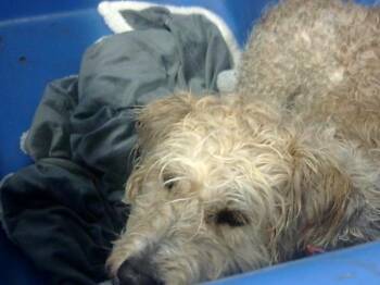 Mixed Breed Dogs Available for Adoption - TANGERINE | PetCurious