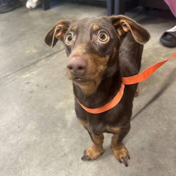 Dachshund Dogs Available for Adoption - Slinky | PetCurious