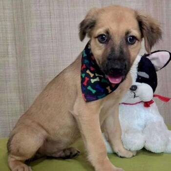 Max -  Golden Retriever Dog for Adoption in Jefferson, New Jersey - Max | PetCurious