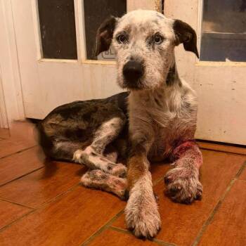 Ducky (Tripawd) -  Mixed Breed Dog for Adoption in Madison, Wisconsin - Ducky (Tripawd) | PetCurious