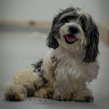 Ernie -  Havanese Dog for Adoption in Greenville, South Carolina - Ernie | PetCurious