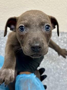 Truffle -  Mixed Breed Dog for Adoption in Wichita, Kansas - Truffle | PetCurious