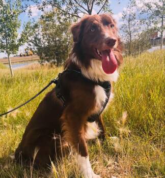Tucker -  Border Collie Dog for Adoption in Edmonton, Alberta - Tucker | PetCurious
