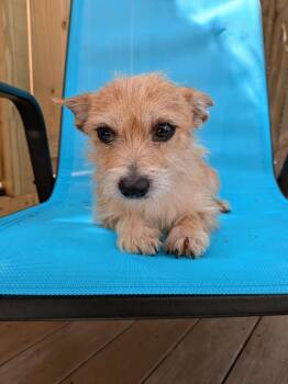 Wirehaired Terrier and Chihuahua Dogs Available for Adoption in St. Augustine, Florida - Phelps | PetCurious