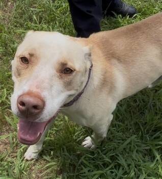 Honey -  Yellow Labrador Retriever and American Staffordshire Terrier Dog for Adoption in Mansfield, Connecticut - Honey | PetCurious