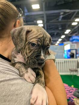 Jesse -  Boxer and American Bulldog Dog for Adoption in Plain City, Ohio - Jesse | PetCurious