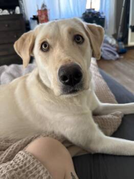 Izzy -  Labrador Retriever Dog for Adoption in Warrington, Pennsylvania - Izzy | PetCurious