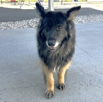 German Shepherd Dog Dogs Available for Adoption in Elko, Nevada - 60884474 | PetCurious