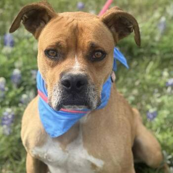 Boxer Dogs Available for Adoption in Stephenville, Texas - Wilbur | PetCurious