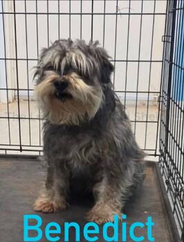 Schnauzer Dogs Available for Adoption in Grafton, Wisconsin - SPONSOR OR FOSTER ME - Benedict | PetCurious