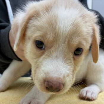 Cupid "Shuffle" -  Labrador Retriever and Mixed Breed Dog for Adoption in Corpus Christi, Texas - Cupid "Shuffle" | PetCurious