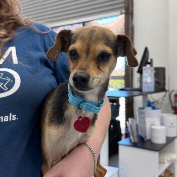 PANCHO -  Chihuahua Dog for Adoption in Richmond, California - PANCHO | PetCurious