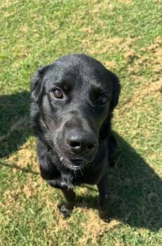 Rook -  Labrador Retriever Dog for Adoption in Evansville, Indiana - Rook | PetCurious