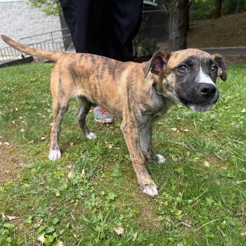 Dottie -  Mountain Cur Dog Available for Adoption in Latrobe, Pennsylvania - Dottie | PetCurious