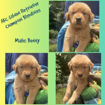 Benny -  Golden Retriever Dog for Sale in Houston, Texas - Benny | PetCurious