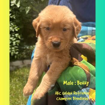 Benny -  Golden Retriever Dog for Sale in Houston, Texas - Benny | PetCurious