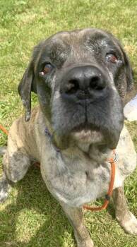 Sid -  Mastiff Dog for Adoption in Quakertown, Pennsylvania - Sid | PetCurious