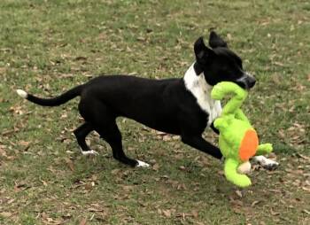 Rescue Bulldog and Pointer Dogs for Adoption in Magnolia Springs, Alabama - Whiskey | PetCurious