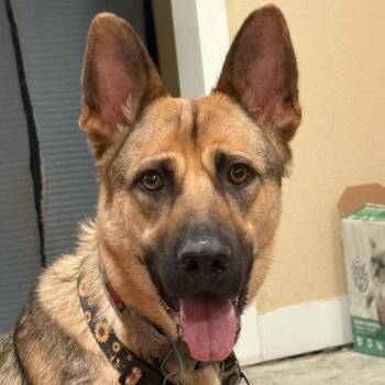Tigger -  German Shepherd Dog Dog for Adoption in Wichita, Kansas - Tigger | PetCurious