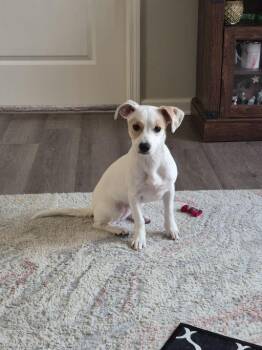 Jack Russell Terrier Dogs Available for Adoption in Durham, North Carolina - Tia | PetCurious