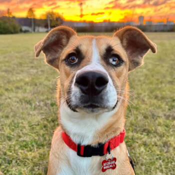 Rescue Mixed Breed Dogs for Adoption in Wheeling, Illinois - Andy | PetCurious