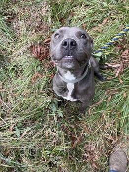 HOBO -  American Staffordshire Terrier Dog for Adoption in Chester, South Carolina - HOBO | PetCurious
