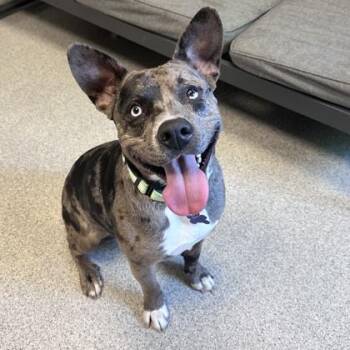 Jude -  Mixed Breed Dog for Adoption in Lansing, Michigan - Jude | PetCurious