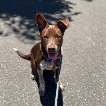 Spencer -  Cattle Dog and Mixed Breed Dog for Adoption in Newberg, Oregon - Spencer | PetCurious