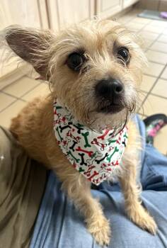 Rescue Terrier Dogs for Adoption in Lufkin, Texas - Jingles | PetCurious
