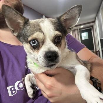 Cid -  Chihuahua and Mixed Breed Dog for Adoption in San Francisco, California - Cid | PetCurious